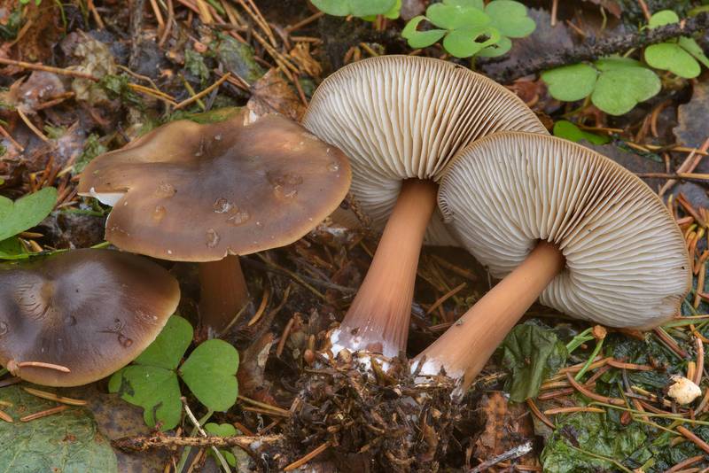 Buttery Collybia mushrooms (<B>Rhodocollybia butyracea</B>) in area of Old Sylvia in Pavlovsk Park. Pavlovsk, suburb of Saint Petersburg, Russia, <A HREF="../date-ru/2016-11-01.htm">November 1, 2016</A>