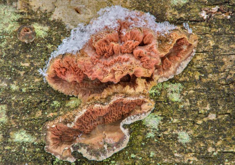 Jelly rot fungus (<B>Phlebia tremellosa</B>, Merulius tremellosus) with snow on a birch tree in Sosnovka Park. Saint Petersburg, Russia, <A HREF="../date-ru/2017-03-13.htm">March 13, 2017</A>