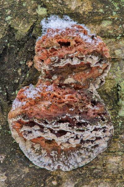 Decaying basidiome of jelly rot (<B>Phlebia tremellosa</B>, Merulius tremellosus) with a saprobic fungus Botryobasidium subcoronatum on a birch tree in Sosnovka Park. Saint Petersburg, Russia, <A HREF="../date-en/2017-03-13.htm">March 13, 2017</A>