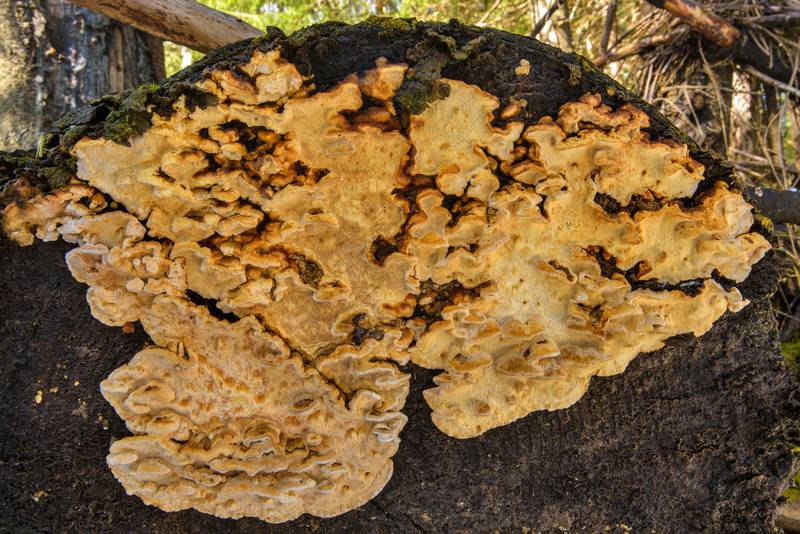 <B>Neoantrodia serialis</B> (Antrodia serialis) tinder mushrooms near Lembolovo, 40 miles north from Saint Petersburg. Russia, <A HREF="../date-ru/2017-04-27.htm">April 27, 2017</A>