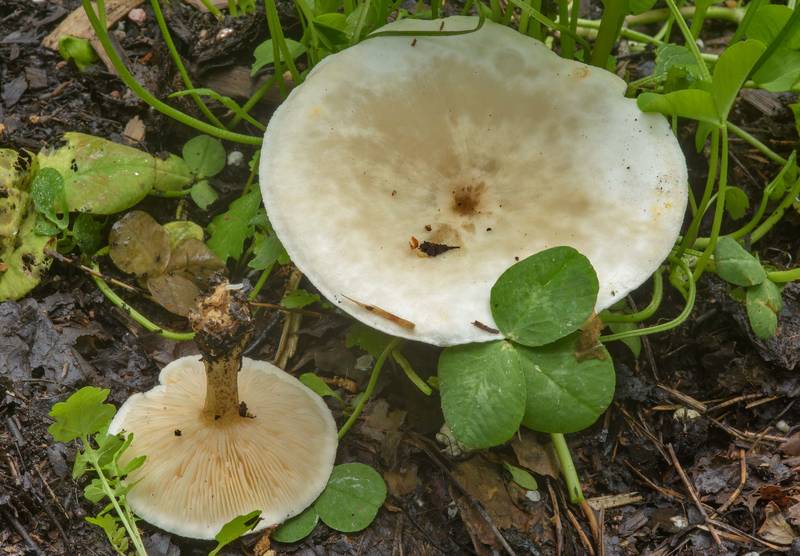 Warty cavalier mushrooms (<B>Melanoleuca verrucipes</B>) on a tree utilization site in Sosnovka Park. Saint Petersburg, Russia, <A HREF="../date-en/2017-06-22.htm">June 22, 2017</A>