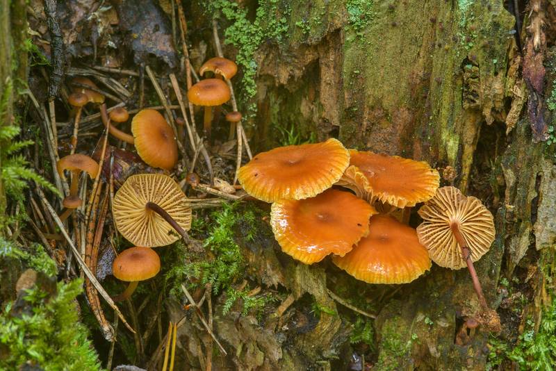 Pinewood gingertail mushrooms (<B>Xeromphalina campanella</B>) in Sosnovka Park. Saint Petersburg, Russia, <A HREF="../date-ru/2017-06-25.htm">June 25, 2017</A>