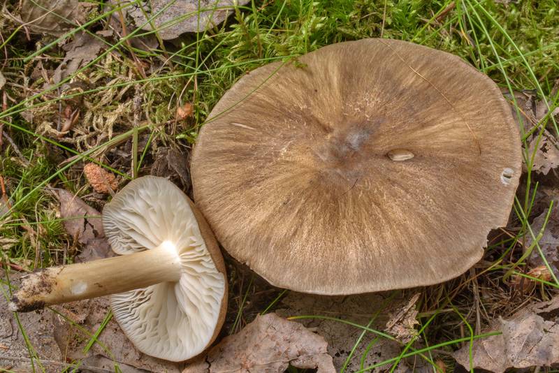 Whitelaced shank mushroom (<B>Megacollybia platyphylla</B>) in Lembolovo, 40 miles north from Saint Petersburg. Russia, <A HREF="../date-en/2017-07-05.htm">July 5, 2017</A>