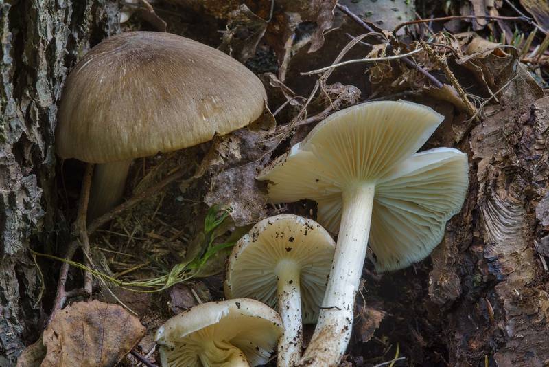 Whitelaced shank mushrooms (Megacollybia platyphylla) in Yuntolovsky Park. Saint Petersburg, Russia, July 7, 2017