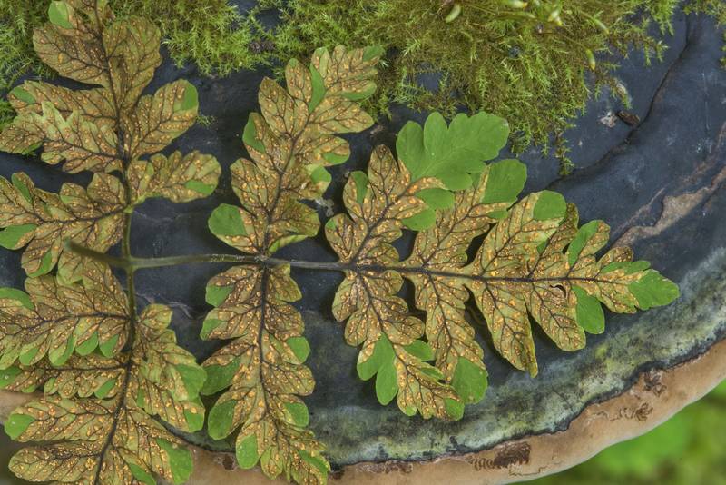 Fir-oak-fern rust (Hyalopsora aspidiotus) fungus on a leaf of northern oak fern Gymnocarpium dryopteris near Kavgolovskoe Lake in Toksovo, north from Saint Petersburg. Russia, July 14, 2017