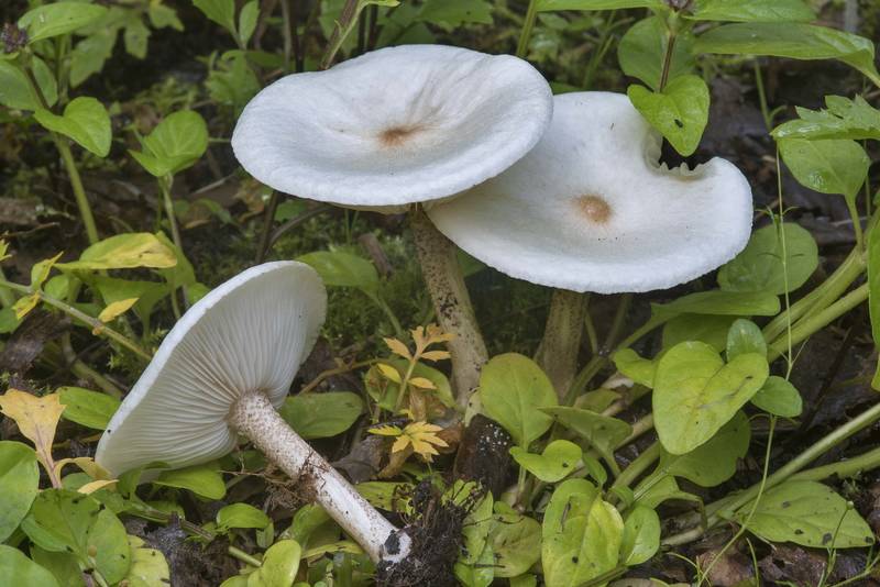 Warty cavalier mushrooms (<B>Melanoleuca verrucipes</B>) on a tree utilization site in Sosnovka Park. Saint Petersburg, Russia, <A HREF="../date-en/2017-07-16.htm">July 16, 2017</A>