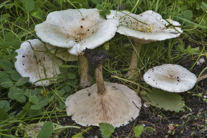 Group of warty cavalier mushrooms (<B>Melanoleuca verrucipes</B>) on a tree utilization site in Sosnovka Park. Saint Petersburg, Russia, <A HREF="../date-ru/2017-07-16.htm">July 16, 2017</A>