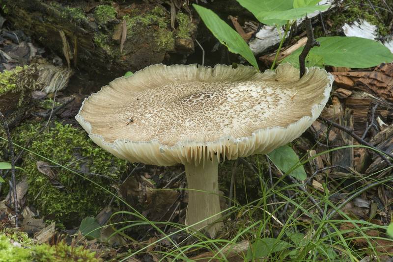 Large whitelaced shank mushroom (Megacollybia platyphylla) in Sosnovka Park. Saint Petersburg, Russia, July 19, 2017