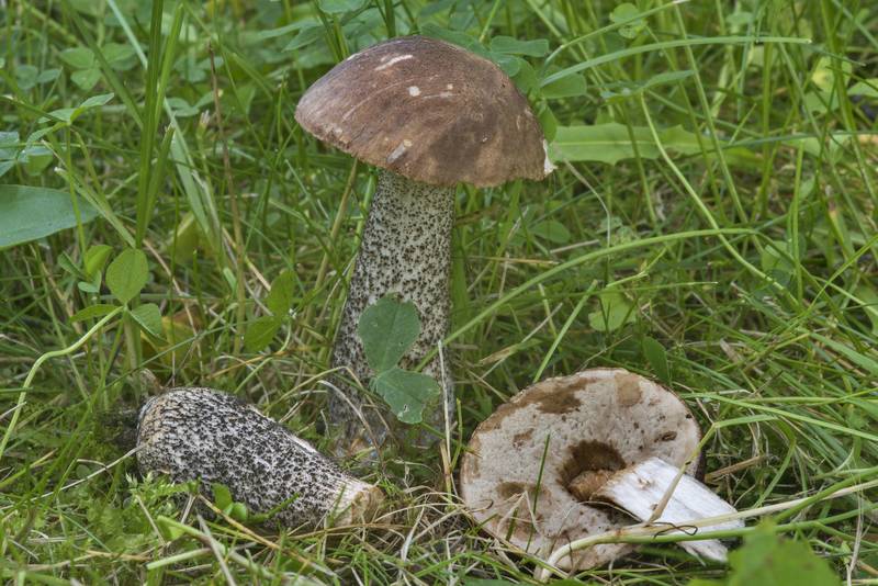 Brown birch bolete mushrooms (Leccinum scabrum) in Gardens of Polytechnic Institute. Saint Petersburg, Russia, July 29, 2017
