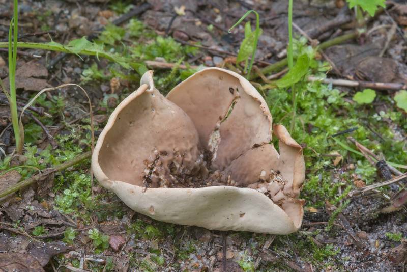 Hare's ear cup fungus (<B>Otidea onotica</B>) in a park of Polytechnichesky Institute (Technical University). Saint Petersburg, Russia, <A HREF="../date-ru/2017-08-02.htm">August 2, 2017</A>