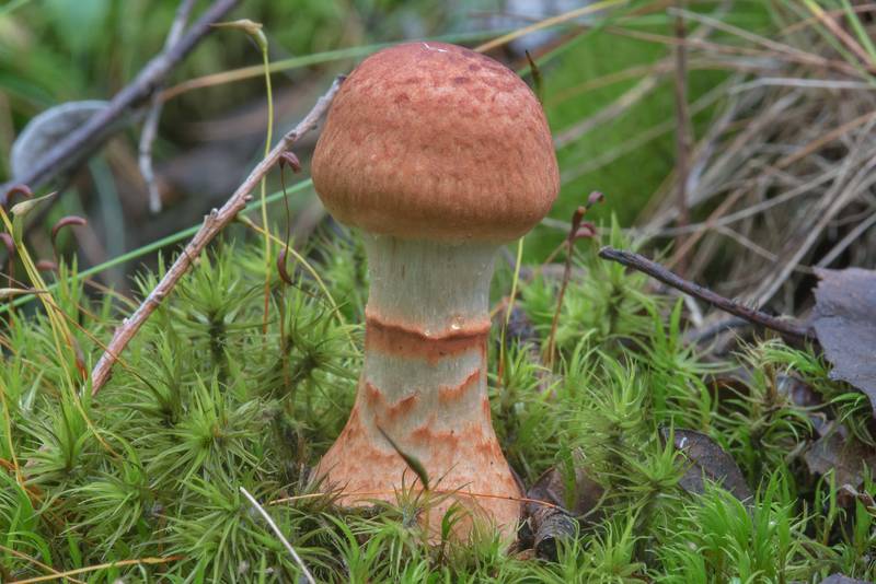 Young red banded webcap mushroom (<B>Cortinarius armillatus</B>) in Yuntolovsky Park. Saint Petersburg, Russia, <A HREF="../date-ru/2017-08-03.htm">August 3, 2017</A>