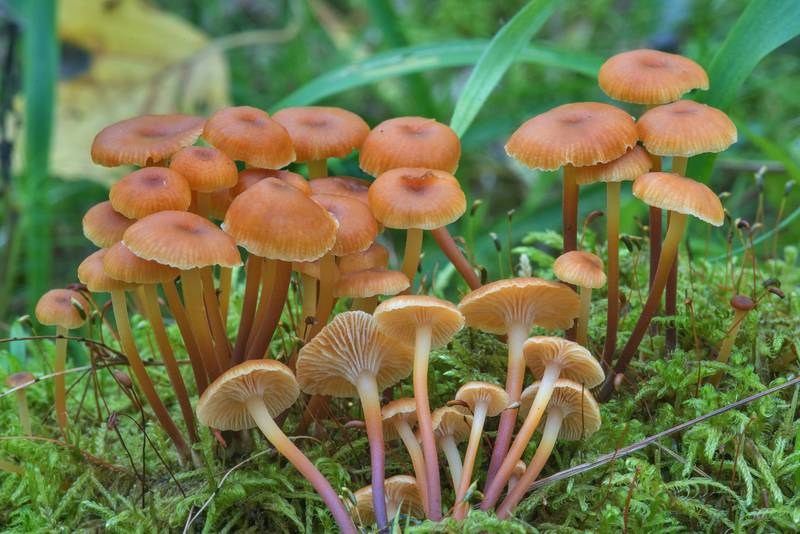 Pinewood gingertail mushrooms (Xeromphalina campanella) near Kuzmolovo, north from Saint Petersburg. Russia, August 10, 2017