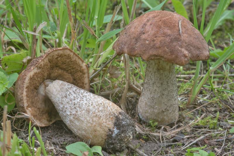 Brown birch bolete mushrooms (<B>Leccinum scabrum</B>) in Gardens of Polytechnic Institute. Saint Petersburg, Russia, <A HREF="../date-ru/2017-08-19.htm">August 19, 2017</A>