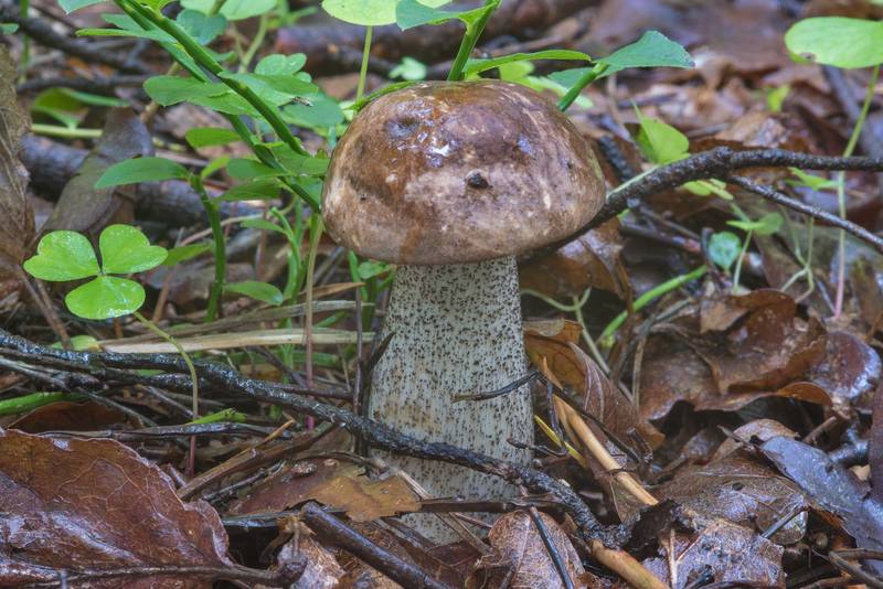 Brown birch bolete mushroom (<B>Leccinum scabrum</B>) in Tarkhovka Park, west from Saint Petersburg. Russia, <A HREF="../date-en/2017-08-26.htm">August 26, 2017</A>