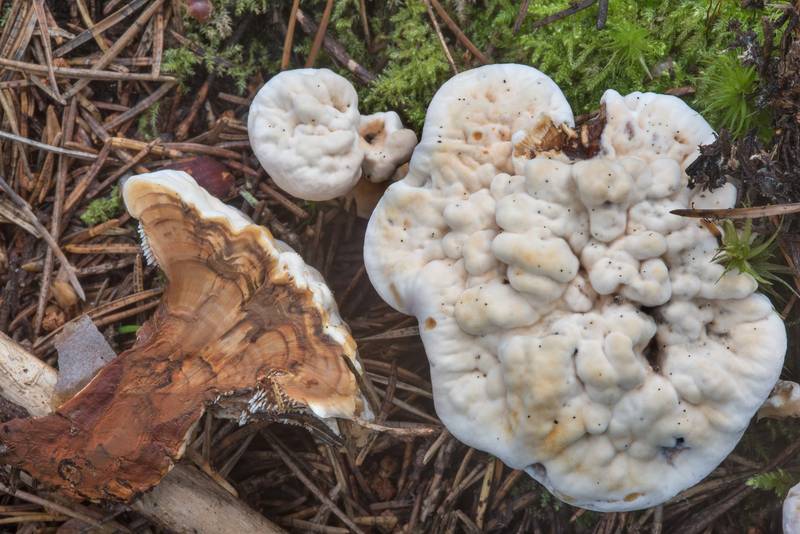 Orange tooth mushrooms (<B>Hydnellum aurantiacum</B>) in cross section in Lindulovskaya Larch Grove, near Roshchino, 30 miles north-west from Saint Petersburg. Russia, <A HREF="../date-ru/2017-08-29.htm">August 29, 2017</A>