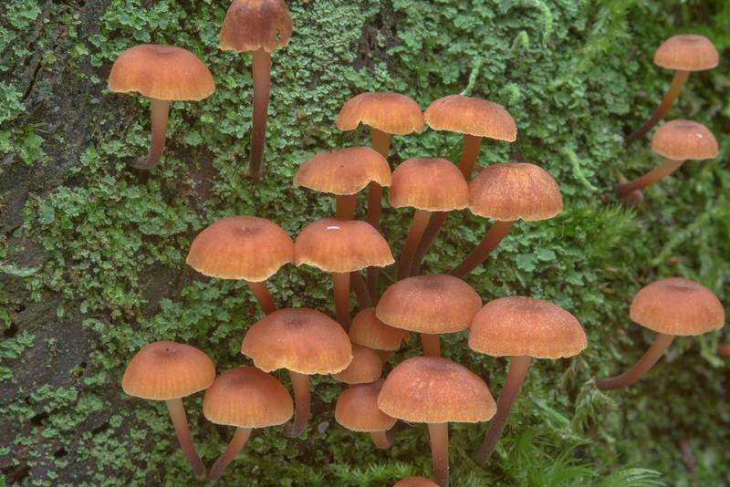 Pinewood gingertail mushrooms (<B>Xeromphalina campanella</B>) in Sosnovka Park. Saint Petersburg, Russia, <A HREF="../date-en/2017-09-02.htm">September 2, 2017</A>