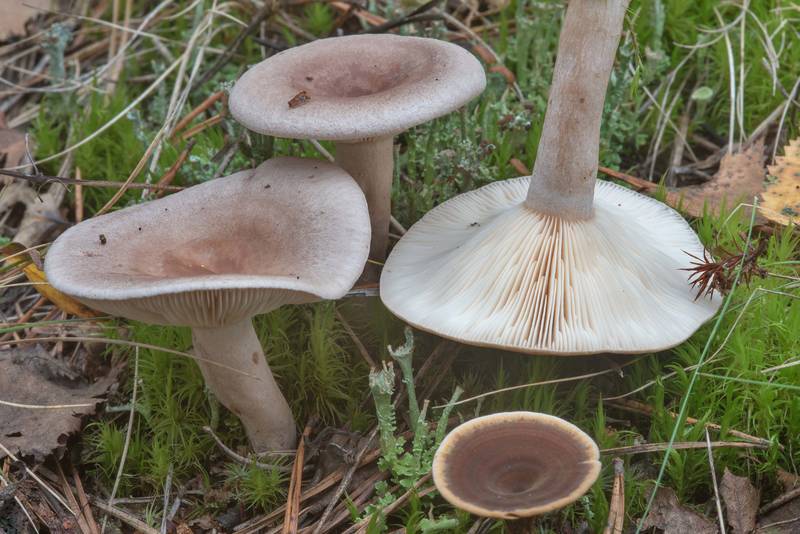 Grey milkcap mushrooms (<B>Lactarius vietus</B>) near Orekhovo, 45 miles north from Saint Petersburg. Russia, <A HREF="../date-ru/2017-09-09.htm">September 9, 2017</A>