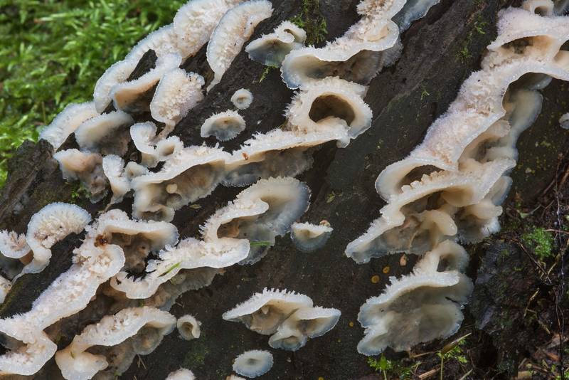 Jelly rot fungus (Phlebia tremellosa, Merulius tremellosus) in Pavlovsk Park. Pavlovsk, a suburb of Saint Petersburg, Russia, September 14, 2017