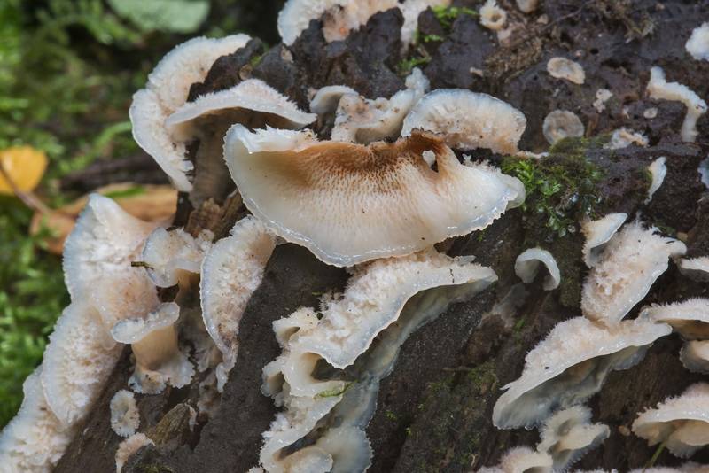 Close up of jelly rot fungus (Phlebia tremellosa, Merulius tremellosus) in Pavlovsk Park. Pavlovsk, a suburb of Saint Petersburg, Russia, September 14, 2017