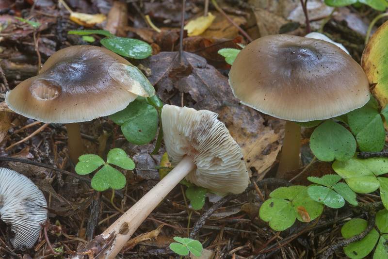 Butter cap mushrooms (Rhodocollybia butyracea) in Pavlovsk Park. Pavlovsk, a suburb of Saint Petersburg, Russia, September 14, 2017