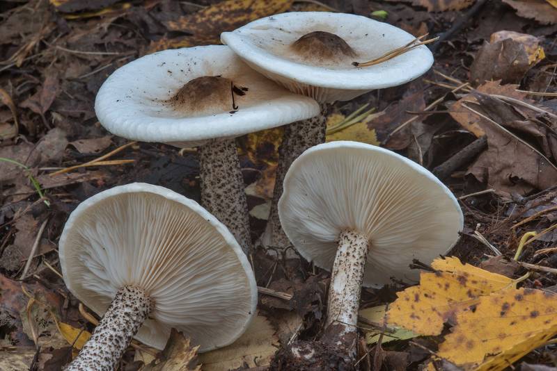Warty cavalier mushrooms (Melanoleuca verrucipes) on rotting pile of dry leaves in Sosnovka Park. Saint Petersburg, Russia, September 16, 2017