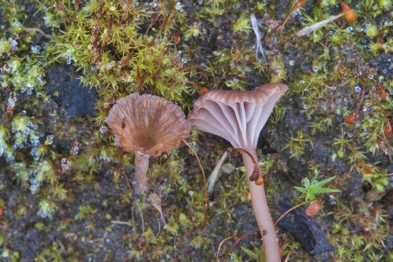 Stalked rosette (Cotylidia undulata) together with a small omphalinoid mushroom Arrhenia rickenii(?) on a slightly mossy site of old fire near Kuzmolovo, north from Saint Petersburg. Russia, September 24, 2017