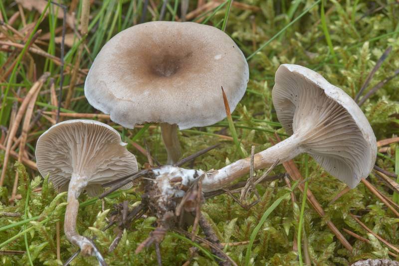 Clitopilopsis hirneola (Clitocybe hirneola)(?) mushrooms near Dibuny, north-west from Saint Petersburg. Russia, September 28, 2017