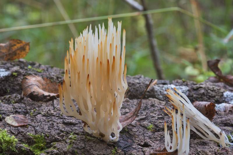 White wood coral mushrooms (<B>Lentaria epichnoa</B>) with brown branches in Posiolok near Vyritsa, 50 miles south from Saint Petersburg. Russia, <A HREF="../date-ru/2017-09-29.htm">September 29, 2017</A>