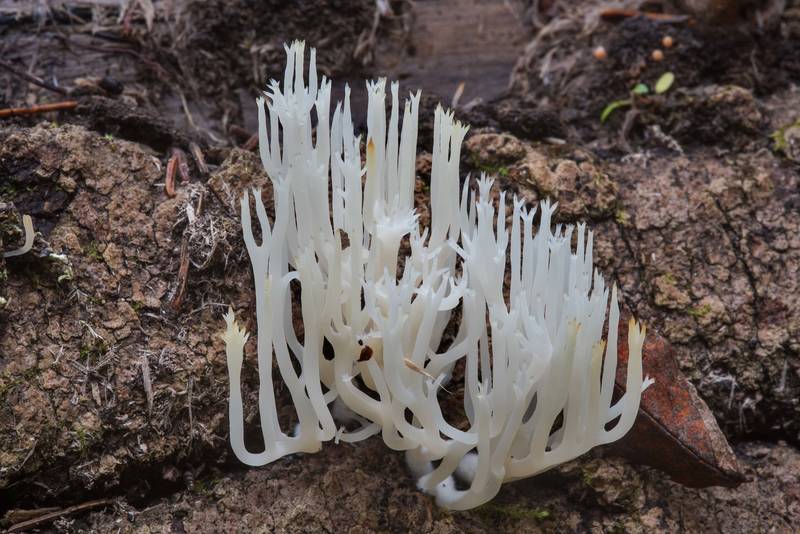 White wood coral mushrooms (<B>Lentaria epichnoa</B>) in a spruce forest in Posiolok near Vyritsa, 50 miles south from Saint Petersburg. Russia, <A HREF="../date-ru/2017-09-29.htm">September 29, 2017</A>
