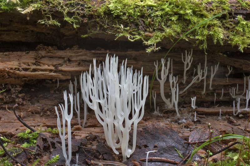 White wood coral mushrooms (<B>Lentaria epichnoa</B>) on a rotten mossy log near Oredezh River in Posiolok near Vyritsa, 50 miles south from Saint Petersburg. Russia, <A HREF="../date-ru/2017-09-29.htm">September 29, 2017</A>
