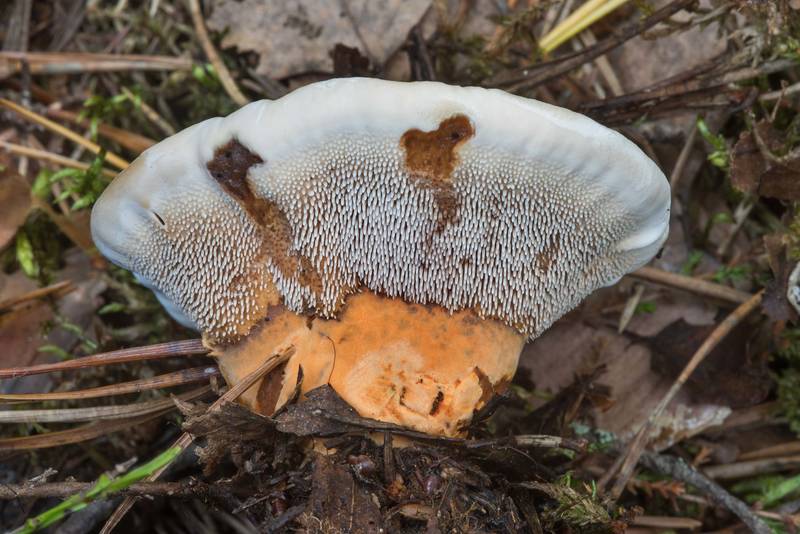 Side view of prange spine mushroom (<B>Hydnellum aurantiacum</B>) near Orekhovo, north from Saint Petersburg. Russia, <A HREF="../date-ru/2018-08-24.htm">August 24, 2018</A>