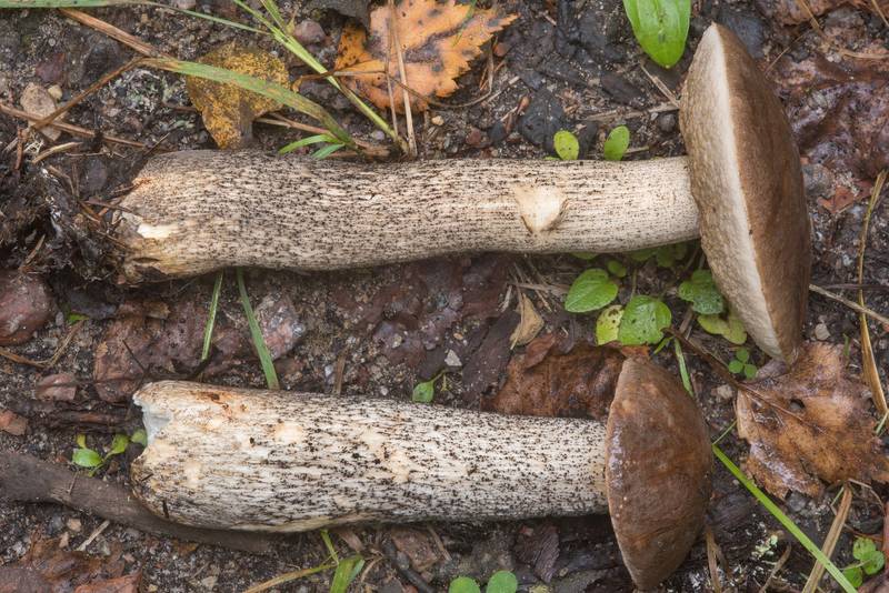 Brown birch bolete mushrooms (<B>Leccinum scabrum</B>) on roadside near Kavgolovskoe Lake in Toksovo, north from Saint Petersburg. Russia, <A HREF="../date-en/2018-09-05.htm">September 5, 2018</A>