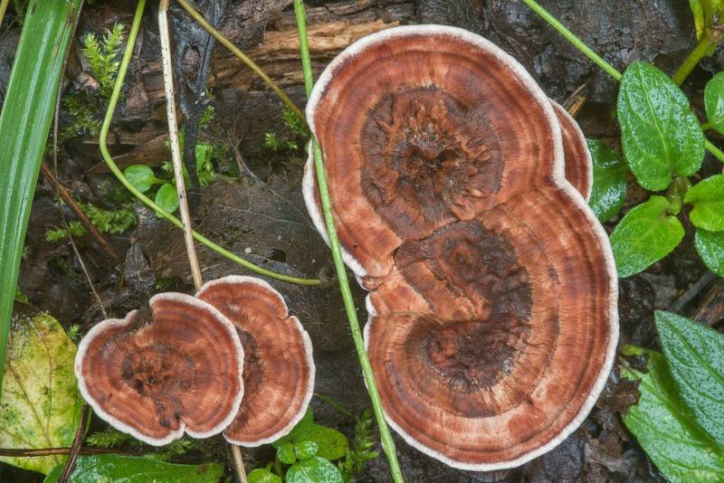 Zoned tooth fungus (<B>Hydnellum concrescens</B>) near Kavgolovskoe Lake in Toksovo, north from Saint Petersburg. Russia, <A HREF="../date-ru/2018-09-05.htm">September 5, 2018</A>