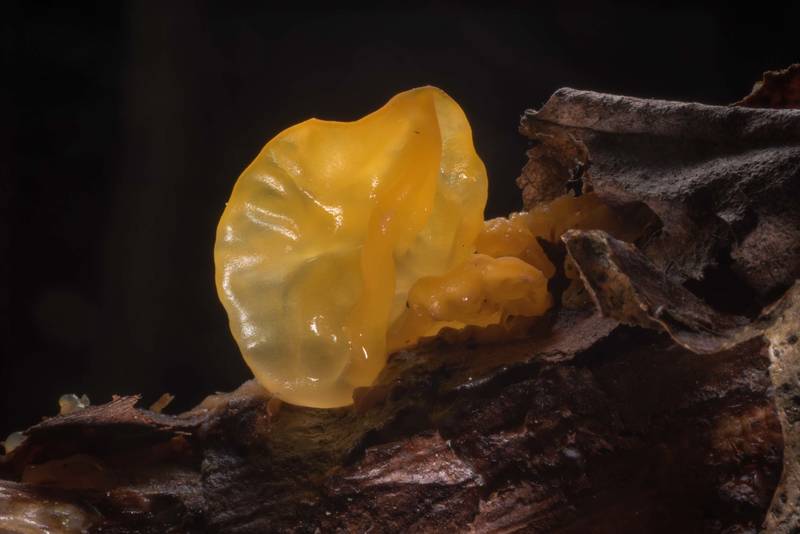 Yellow jelly fungus (<B>Tremella mesenterica</B>) in Tarkhovka near Sestroretsk. West from Saint Petersburg, Russia, <A HREF="../date-en/2019-05-13.htm">May 13, 2019</A>
