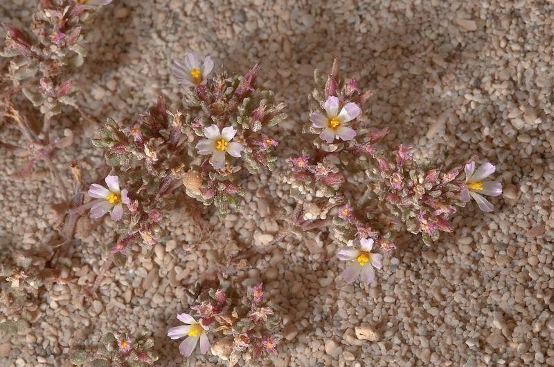 European seaheath (Frankenia pulverulenta) in sands of Jazirat Umm Tays, barrier island at northern tip of Qatar, east from Ruwais, March 24, 2012