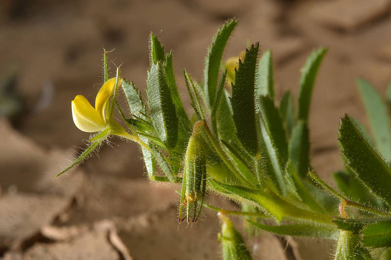 Yellow flower and glandular hairs of Ononis sicula (Barak Sicily) in silty depression near Ras Laffan. Northern Qatar, February 28, 2014