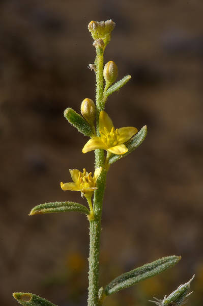 Small yellow flowers of Dipterygium glaucum (Cleome pallida Kotschy, Dipterygium scabrum) at entrance of Umm Bab in south-western Qatar, March 3, 2014