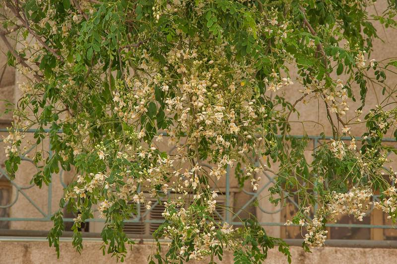 Drumstick tree (Moringa oleifera) on Al Nada Street in Al Doha Al Jadeeda area. Doha, Qatar, March 21, 2014