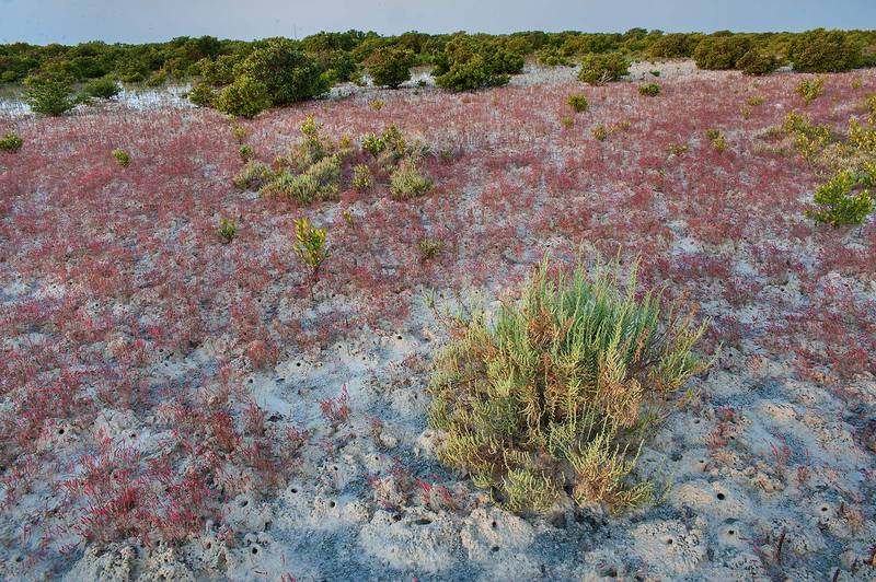 Fall colors of glasswort Salicornia sinus-persica in salt marsh, view from causeway to Purple Island (Jazirat Bin Ghanim). Al Khor, Qatar, November 28, 2014