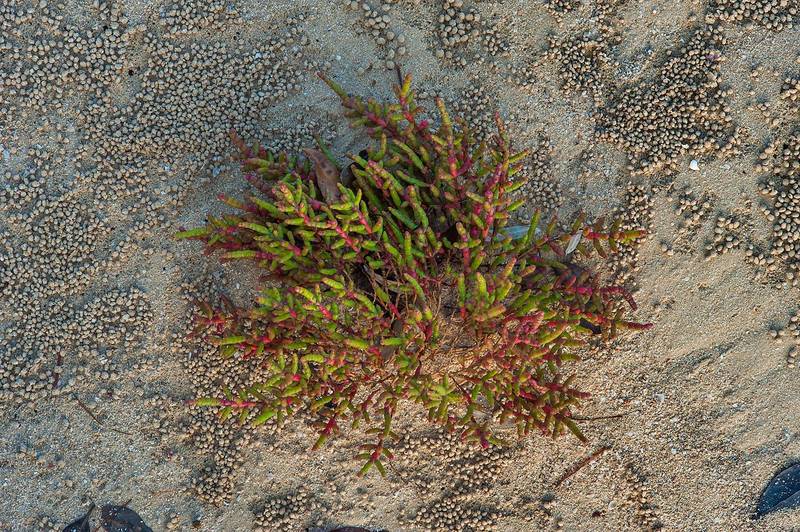 Reddish plant of glasswort Salicornia sinus-persica on Purple Island (Jazirat Bin Ghanim). Al Khor, Qatar, November 28, 2014