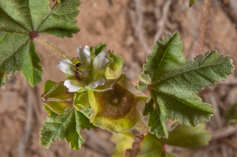 Malva parviflora (Malva flexuosa, local name khubaiza) on the periphery of Green Circles (center-pivot irrigation) in Irkhaya (Irkaya) Farms. Qatar, March 14, 2015