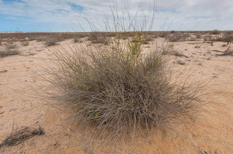Bush of Dipterygium glaucum (Cleome pallida Kotschy, Dipterygium scabrum) in Maszhabiya (Al Mashabiya) Reserve near Abu Samra. Southern Qatar, March 21, 2015
