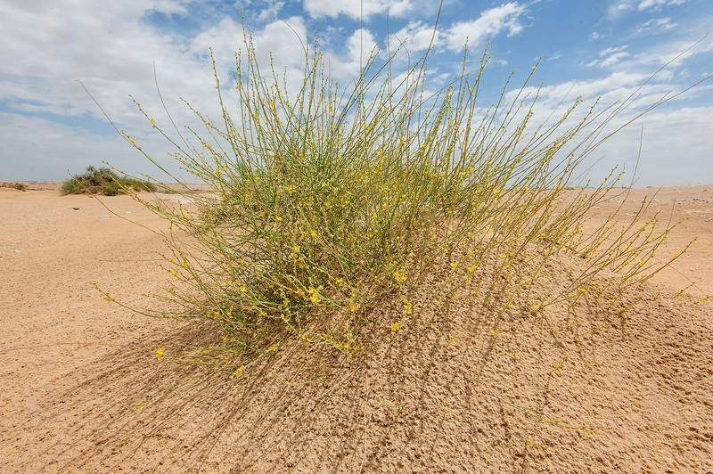 Bush of Dipterygium glaucum (Cleome pallida Kotschy, Dipterygium scabrum) on a sand mound on roadside of Salwa Road in area of Rawdat Ekdaim. Southern Qatar, March 21, 2015