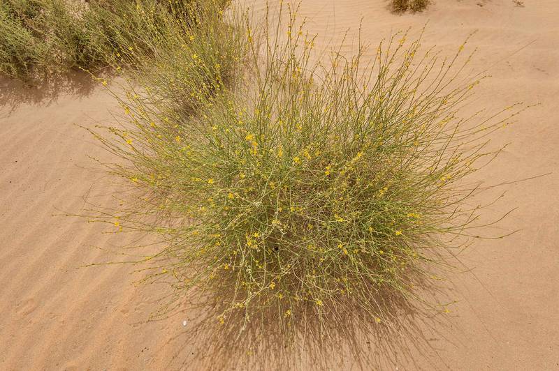 Blooming Dipterygium glaucum (Cleome pallida Kotschy, Dipterygium scabrum) in windblown sand on roadside of Salwa Road in area of Rawdat Ekdaim. Southern Qatar, April 10, 2015