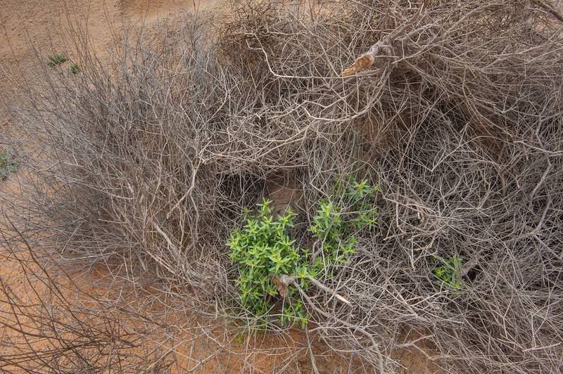 Fresh shoots and a dry plant of Dipterygium glaucum (Cleome pallida Kotschy, Dipterygium scabrum) on sand dunes near the spring in Maszhabiya (Al Mashabiya) Reserve near Abu Samra. Southern Qatar, March 18, 2016
