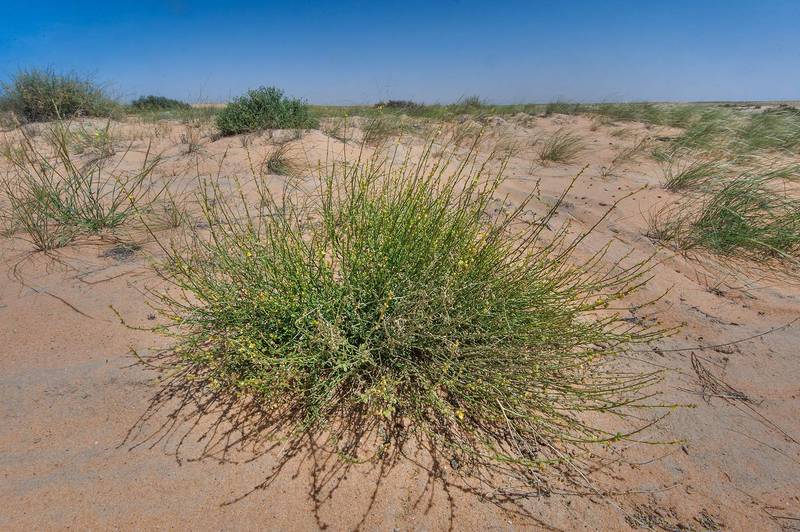 Dipterygium glaucum (Cleome pallida Kotschy, Dipterygium scabrum) in Maszhabiya (Al Mashabiya) Reserve near Abu Samra. Southern Qatar, March 25, 2016