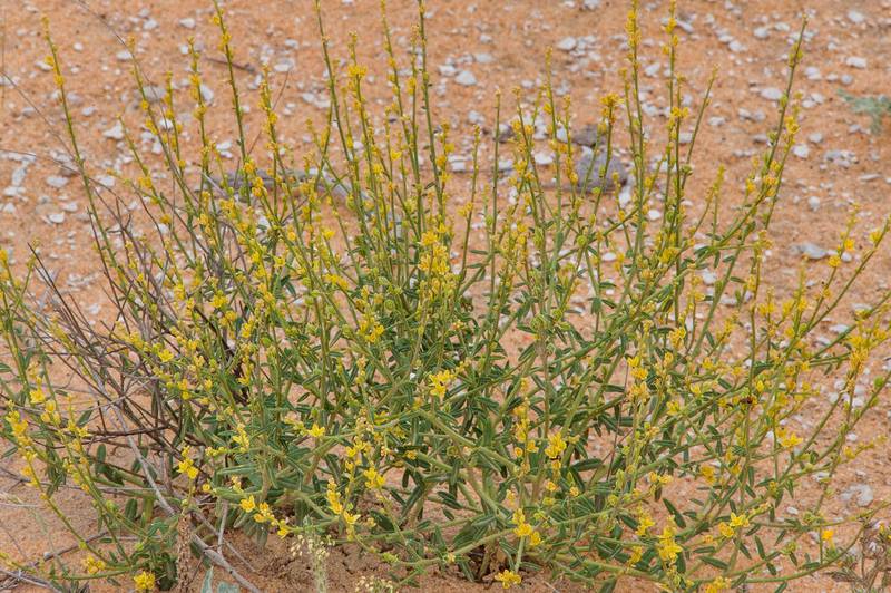 Dipterygium glaucum (Cleome pallida Kotschy, Dipterygium scabrum) on a gravel plain in Maszhabiya (Al Mashabiya) Reserve near Abu Samra. Southern Qatar, April 1, 2016