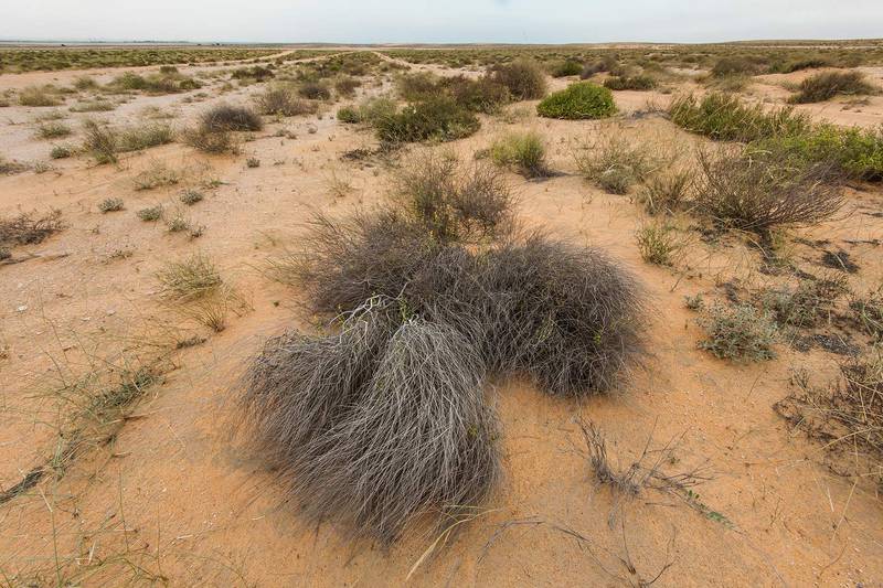Dry bush of Dipterygium glaucum (Cleome pallida Kotschy, Dipterygium scabrum) on sand dunes in Maszhabiya (Al Mashabiya) Reserve near Abu Samra. Southern Qatar, April 1, 2016