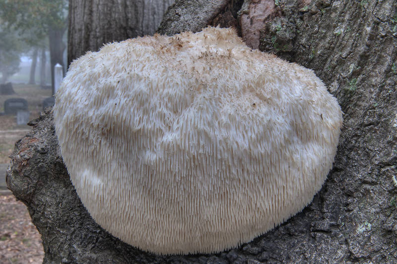 Bearded Tooth Mushroom (Hericium erinaceus) growing on a tree in Oakwood Cemetery. Huntsville, Texas, December 29, 2011
