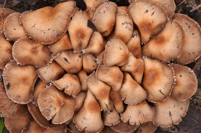 Brittlestem mushrooms <B>Psathyrella pennata</B> carpeting ground in Bastrop State Park. Bastrop, Texas, <A HREF="../date-en/2013-01-05.htm">January 5, 2013</A>
